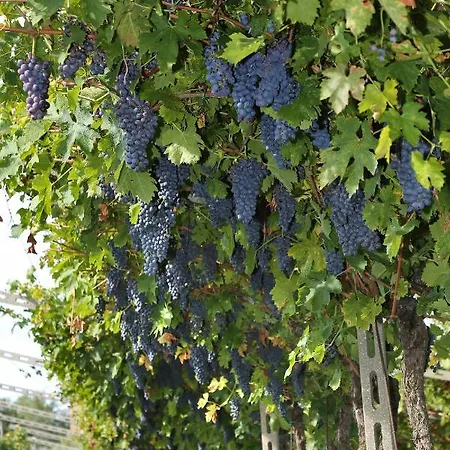 La Rocca Farmház *