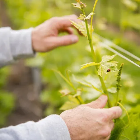 La Rocca 农家乐 *