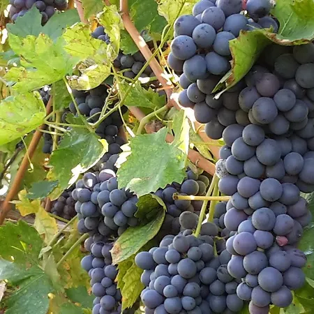 La Rocca Farmház
