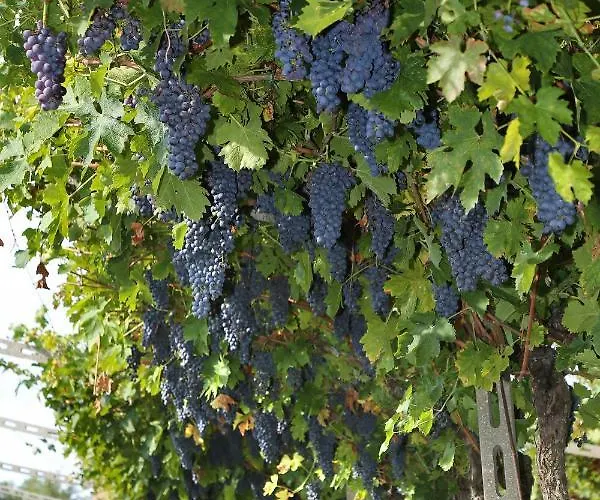 La Rocca בית חווה *