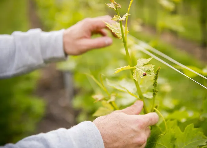 La Rocca Фермерский дом *